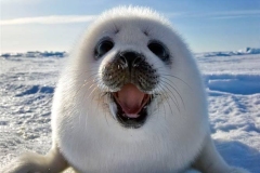 1dca5e3a8352fa9118e0b54ea231a52d