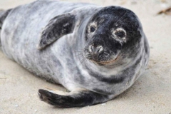 Grey_seal_animal_halichoerus_grypus