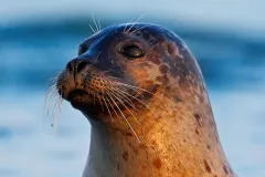 IMAGE-1-Seal-Master-scaled-1