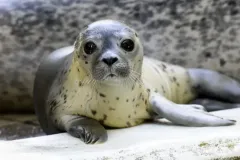 germany-animal-seal-12300285.jpg