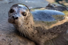 h-harbor-seal-on-rock