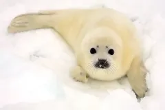 harp-seal
