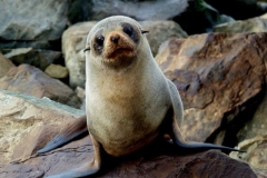 new_zealand_fur_seal.ef2b360.width-800.dd7d016