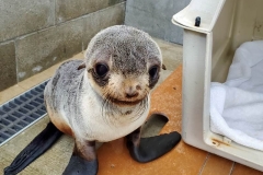 northern-fur-seal-dry-mmccla-202106