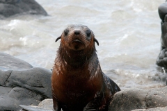 species-fur-seal_764895f6f717bb05cad59ba2143397b6_7561e4a0c0724a0c6b8d7af17844ca1b