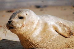 white-seal